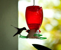 Hummingbirds-5