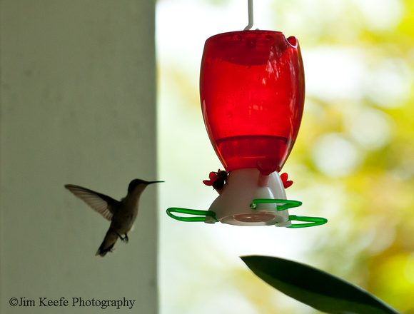 Hummingbirds-4