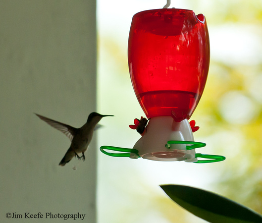 Hummingbirds-7