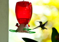 Hummingbirds-11