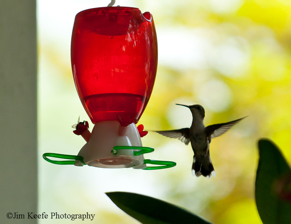 Hummingbirds-14