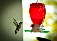 Hummingbirds-2