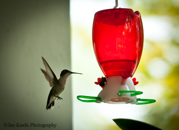 Hummingbirds-2