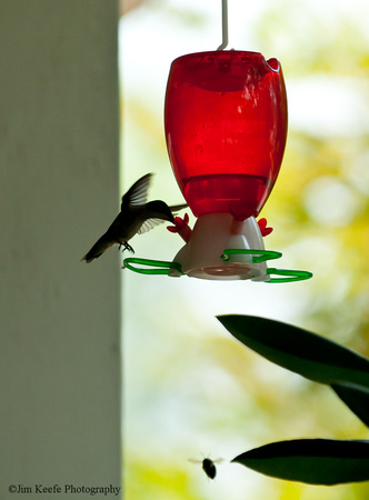 Hummingbirds-8