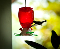 Hummingbirds-9