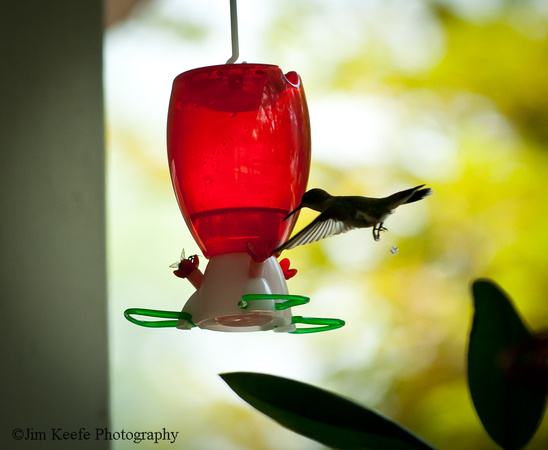 Hummingbirds-9