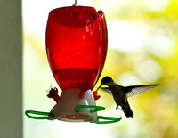 Hummingbirds-15