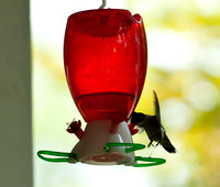 Hummingbirds-13