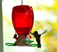Hummingbirds-12