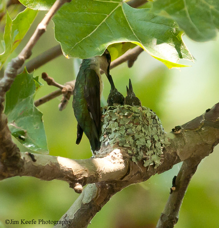 Hummingbirds-24