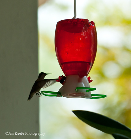 Hummingbirds-6