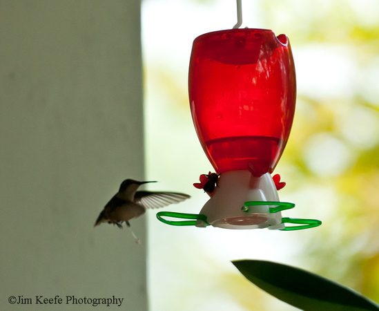 Hummingbirds-3