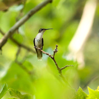 Hummingbirds-20