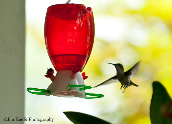 Hummingbirds-11