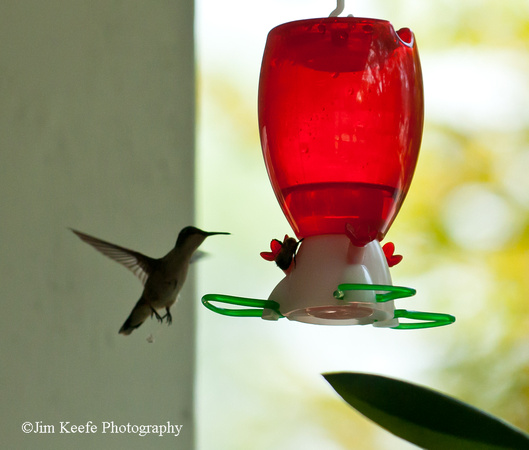 Hummingbirds-7