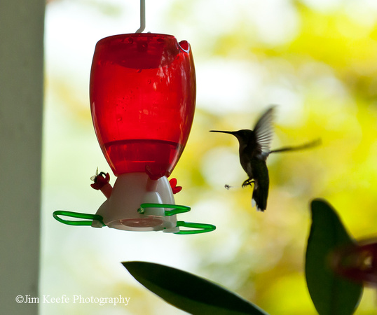 Hummingbirds-10